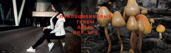 PSILOCYBIN Вязьма
